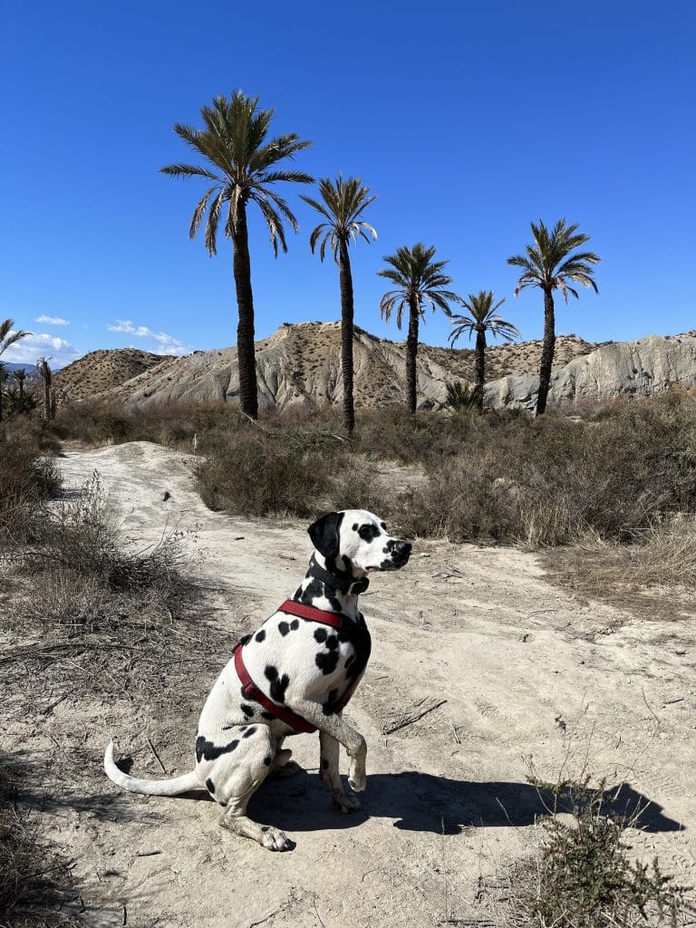 Dalmatiner-Reise mit Hund-Spanien-Tabernas