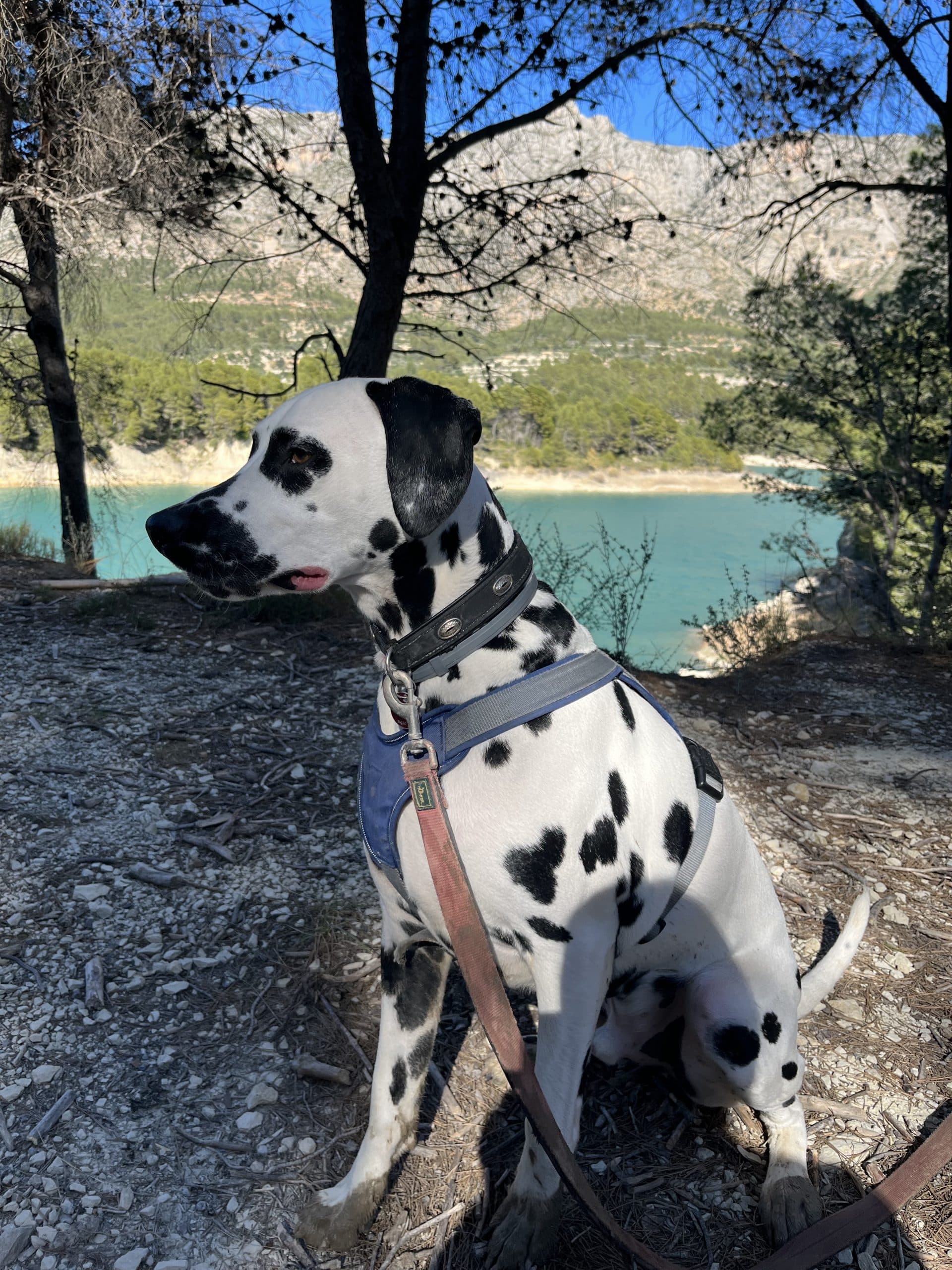 Dalmatiner-Reise mit Hund-Frankreich-Stausee