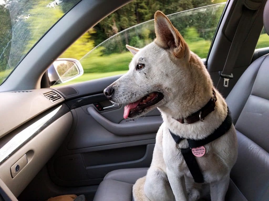 Reise mit Hund-Auto-Gurt-Sicherheit